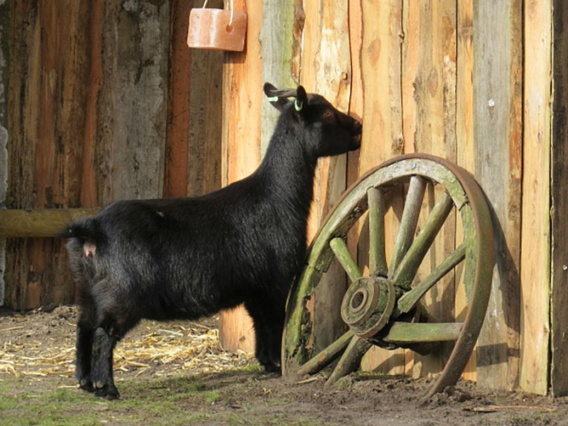 kinderboerderij meerdal